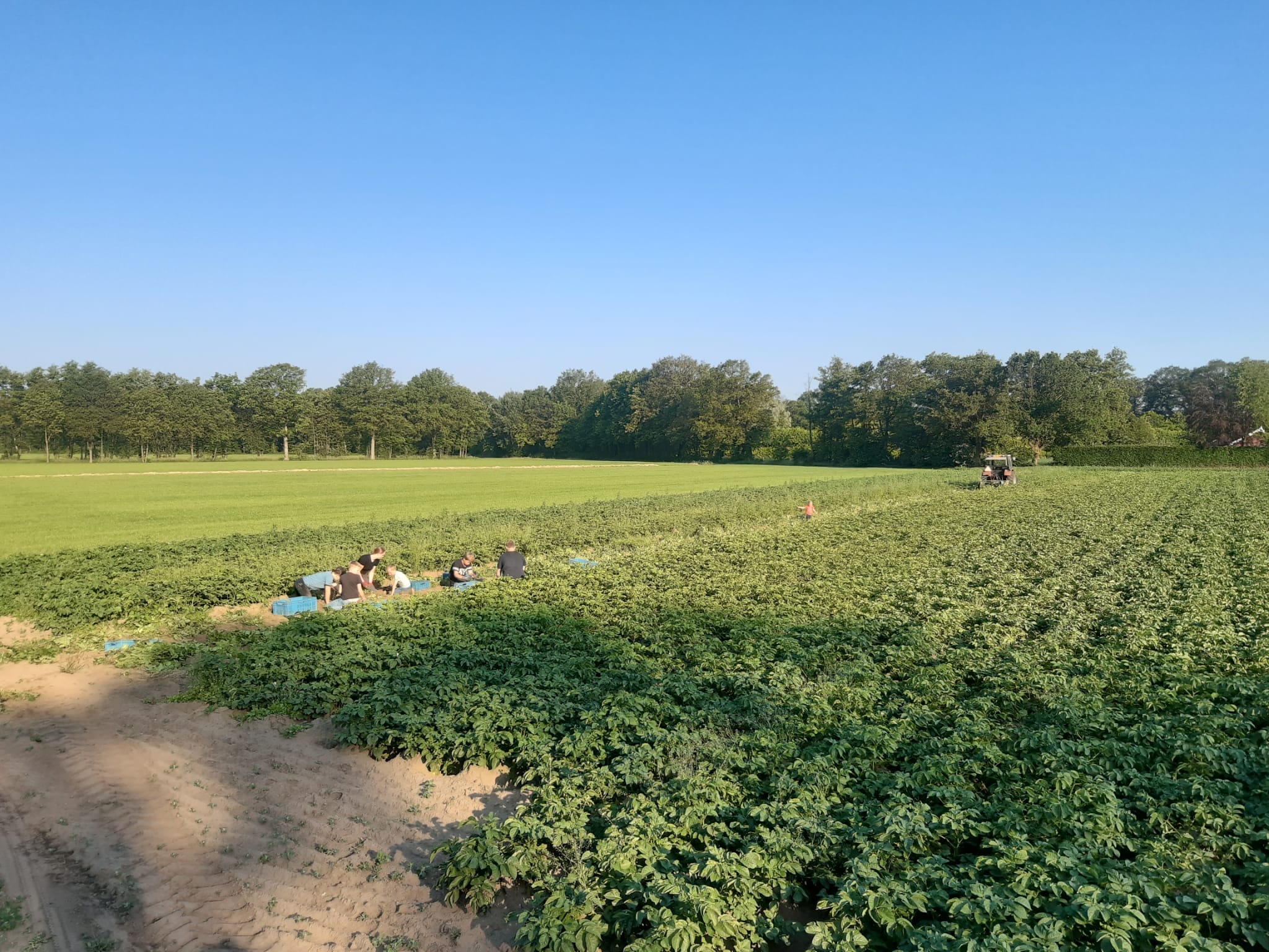Nieuwe oogst Frieslander bij Lensink Aardappelen Aalten
